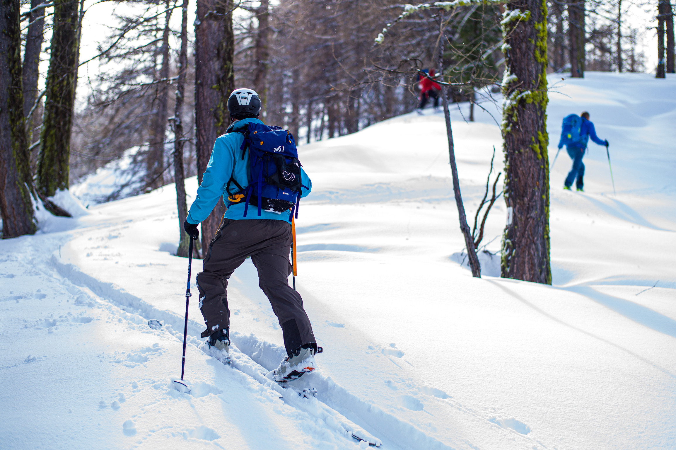 Ski de randonnée dans les mélèzes du massif du Queyras